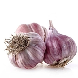 GARLIC BULB