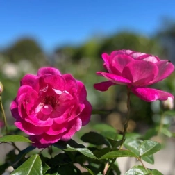 ICEBERG BRILLIANT PINK