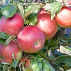 APPLE CUMULUS COLUMNAR BR