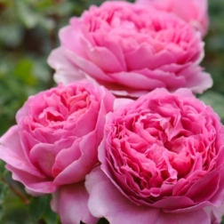 PRINCESS ALEXANDRA OF KENT