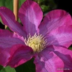 CLEMATIS X JACKMANII PINK CHAMPAGNE