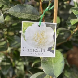 CAMELLIA SHIRO CHAN 200MM