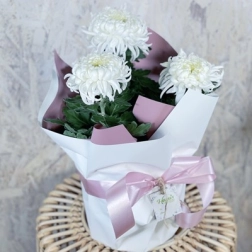 CHRYSANTHEMUMS WHITE DISBUD