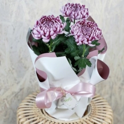 CHRYSANTHEMUMS DISBUD
