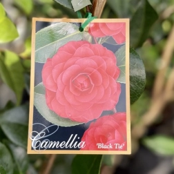 CAMELLIA BLACK TIE 200MM