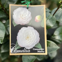 CAMELLIA COMMANDER MULROY 200MM
