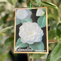 CAMELLIA NUCCIOS GEM 200MM