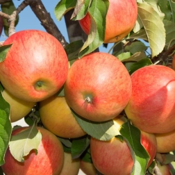 APPLE HERALD COLUMNAR