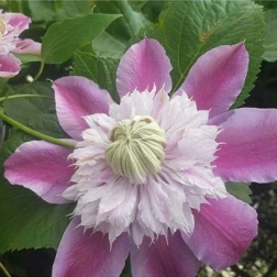 CLEMATIS X JACKMANII JOSEPHINE