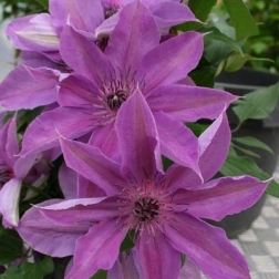 CLEMATIS X JACKMANII RUBY GLOW