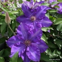 CLEMATIS X JACKMANII THE PRESIDENT