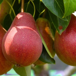 PEAR SENSATION
