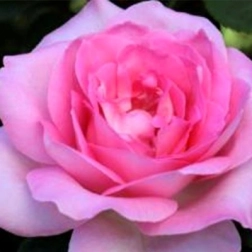 PERFUME PASSION STANDARD