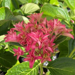 HYDRANGEA PRINCESS DIANA