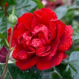 GALLIPOLI CENTENARY 200MM