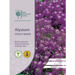 RHS ALYSSUM VIOLET QUEEN