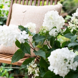 HYDRANGEA SUNDAE FRAISE 20CM