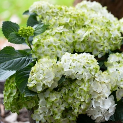 HYDRANGEA MACROPHYLLA MAGICAL PEARL
