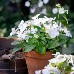 HYDRANGEA RUNAWAY BRIDE 250MM