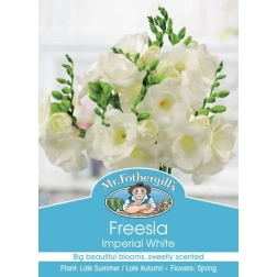 FREESIA IMPERIAL WHITE
