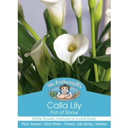 CALLA LILY POT OF SNOW