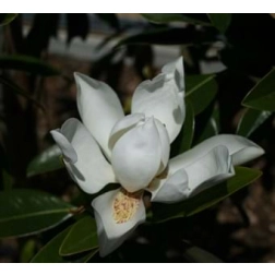 MAGNOLIA GRANDIFLORA SWEET N NEAT 200MM