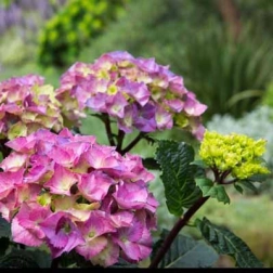HYDRANGEA STORM CLOUD 17CM