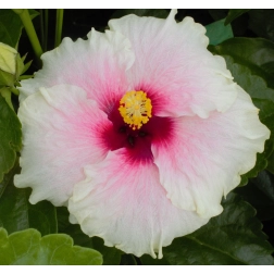 HIBISCUS RIO SHABBY CHIC