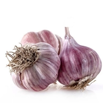 GARLIC BULB
