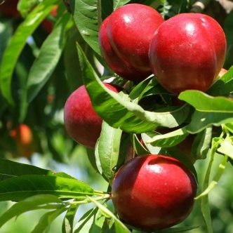 NECTARINE GOLDMINE BR