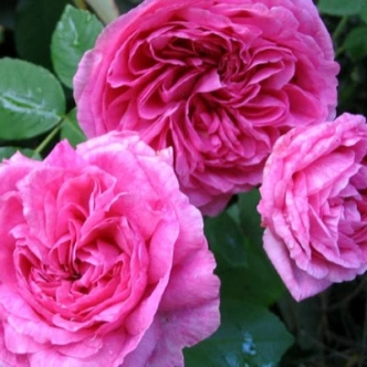 GERTRUDE JEKYLL