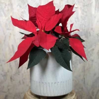 POINSETTIA RED 14CM