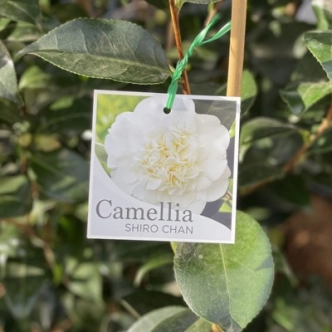CAMELLIA SHIRO CHAN 200MM