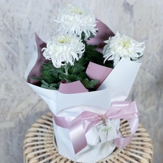 CHRYSANTHEMUMS WHITE DISBUD