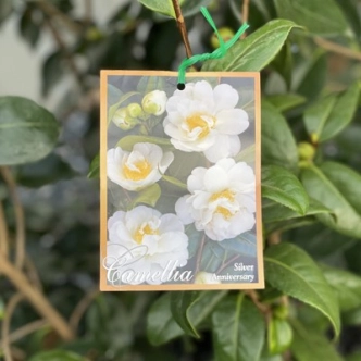 CAMELLIA SILVER ANNIVERSARY 200MM