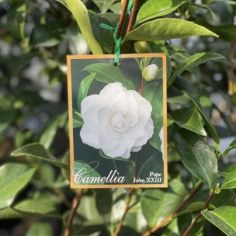 CAMELLIA POPE JOHN XXIII 200MM