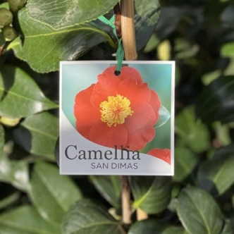 CAMELLIA SAN DIMAS 200MM