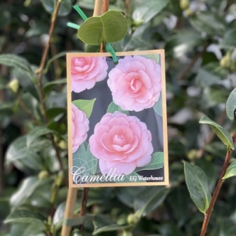 CAMELLIA E.G.WATERHOUSE 200MM