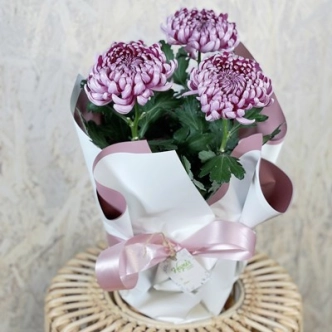 CHRYSANTHEMUMS DISBUD