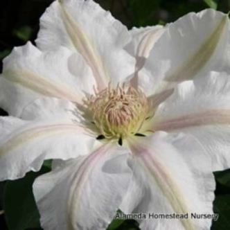 CLEMATIS X JACKMANII CHANTILLY