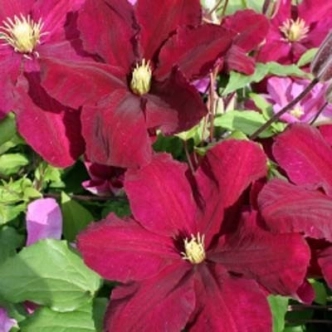 CLEMATIS X JACKMANII NIOBE