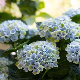 HYDRANGEA MAGICAL REVOLUTION BLUE