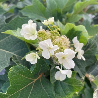 HYDRANGEA QUERCIFOLIA MUNCHKIN 20CM