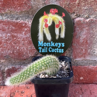 MONKEY TAIL CACTUS