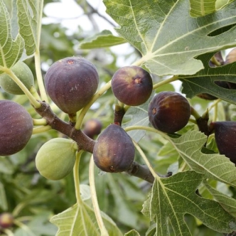 FIG SWEET TEMPTATION