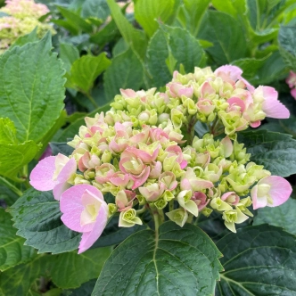 HYDRANGEA MACROPHYLLA LOVE 200MM