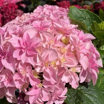 HYDRANGEA MACROPHYLLA LOVE 200MM