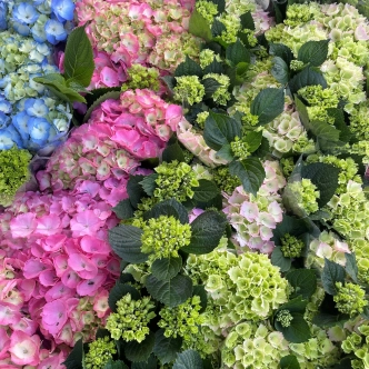 HYDRANGEA ASST 200MM