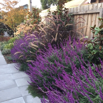 SALVIA SANTA BARBARA