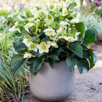 HELLEBORE MOLLY'S WHITE